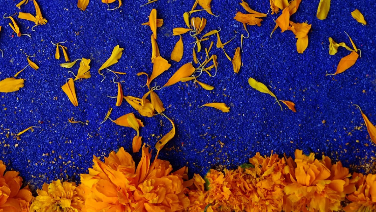 Cómo distinguir cempasúchil mexicano de marigold china