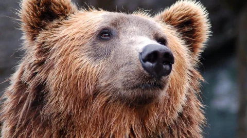 boxeador oso cuchillo.jpg