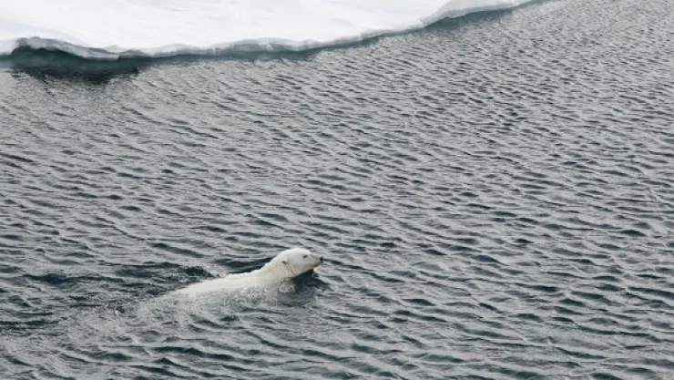 El cambio climático pone nuevos retos de conservación al Ártico