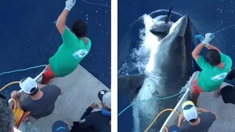 Enorme tiburón blanco sorprende a pescadores