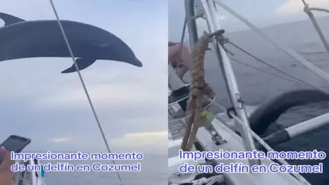 ¡Inesperado momento! Delfín se impacta con una embarcación en Cozumel, aquí el VIDEO del momento