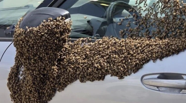 Enjambre de abejas que tomó el espejo y parte de la puerta de un auto en la ciudad de Netivot, Israel