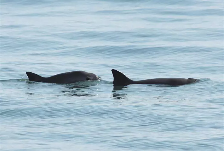 VAQUITA MARINA