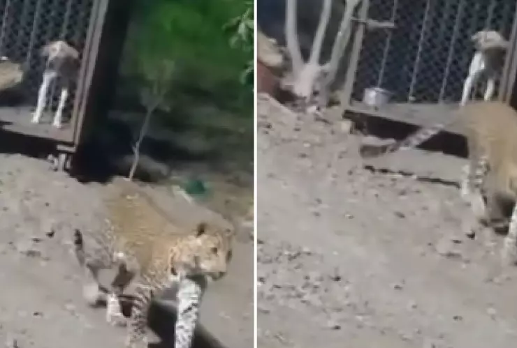 ¿VIDEO de jaguares que intentan atacar un perro fue en Cancún_ Esto se sabe.jpg