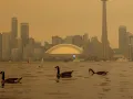 Incendios en Canadá ponen en riesgo a personas y animales