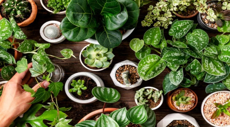 La planta que es nativa mexicana y ayuda a regular el azúcar en la sangre (y a la memoria)