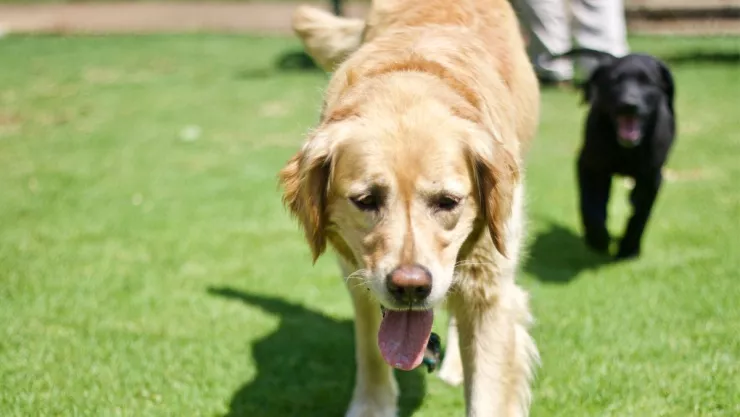 Ola de calor también afecta a las mascotas, aquí los cuidados.