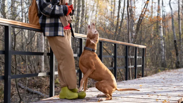 Perrito se niega a dejar a su dueño