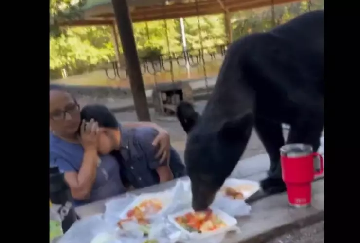 Oso come las enchiladas de una familia en Nuevo León, todo quedó grabado