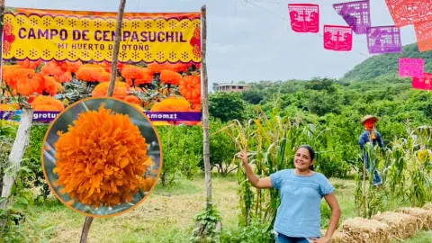 Campo de cempasúchil en Mazatlán, Sinaloa