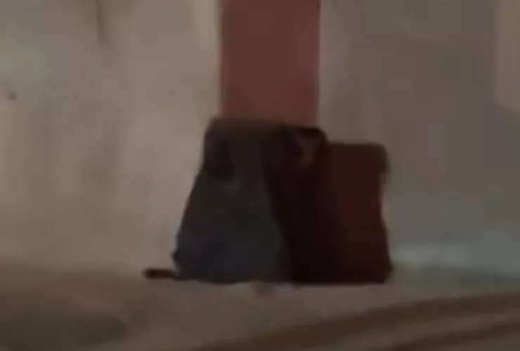 Restos humanos colonia La Mesa Tijuana