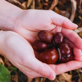 Qué significa que una persona lleve una castaña en el bolsillo en otoño
