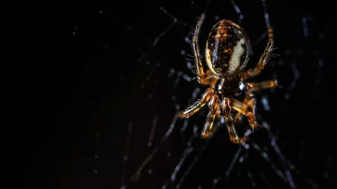 que-tipos-aranas-venenosas-existen-cdmx.jpg