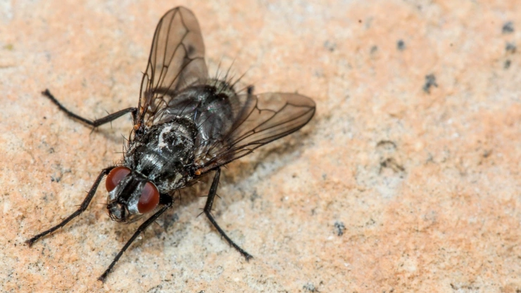 Este es el olor que las moscas odian y es un trucazo para ahuyentarlas