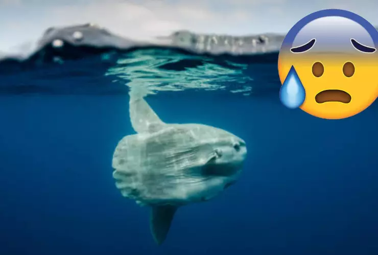 ¿Qué es eso? Encuentran EXTRAÑO y ENORME pez ‘luna’; así es su misteriosa apariencia