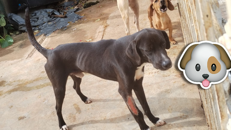 VIDEO_ Rescatan perritos en abandono y desnutridos en Cancún; así los encontraron.webp