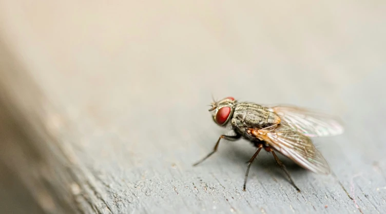 Foto de mosca.