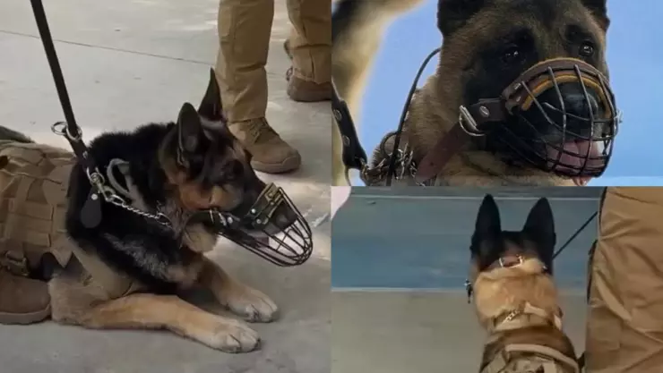 Perros policías se jubilan en Querétaro grupo K9