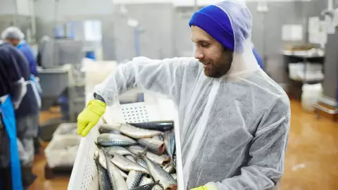 Una empresa de Canadá ofrece hasta 34 mil pesos a obreros mexicanos que sepan limpiar y enlatar mariscos.