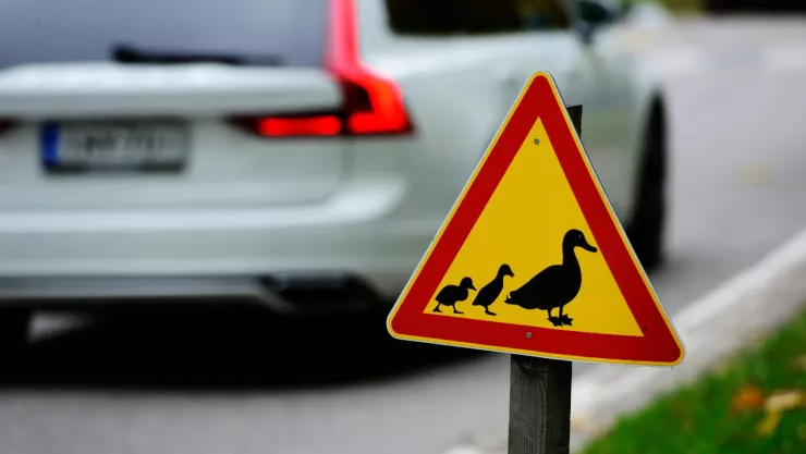 Hombre muere atropellado por ayudar a cruzar la calle a una familia de patos