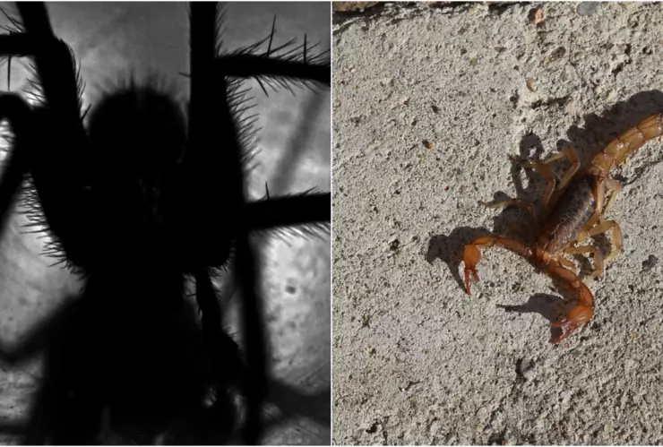 En alerta, estas regiones de Aguascalientes por presencia de araña violinista y alacranes