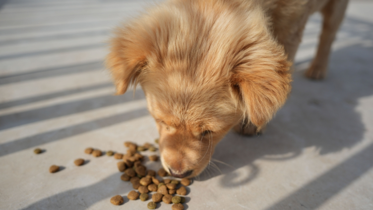 Rumores de multas por alimentar animales de la calle