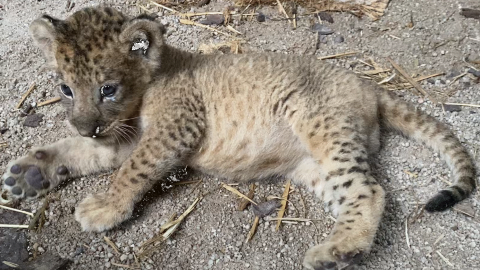 Simba-primer-cahorro-león-por-inseminación-artificial-Singapur.jpg