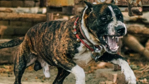 El rescate que terminó en horror: adoptan pitbull y le quita la vida a su hija de casi 2 años