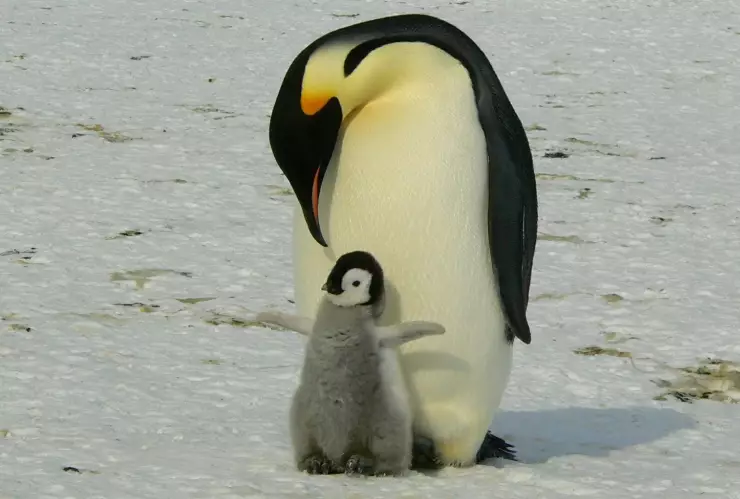 El emperador es la especie más grande de todos los pingüinos, en promedio alcanzan 115 centímetros de altura. Imagen: Pixabay