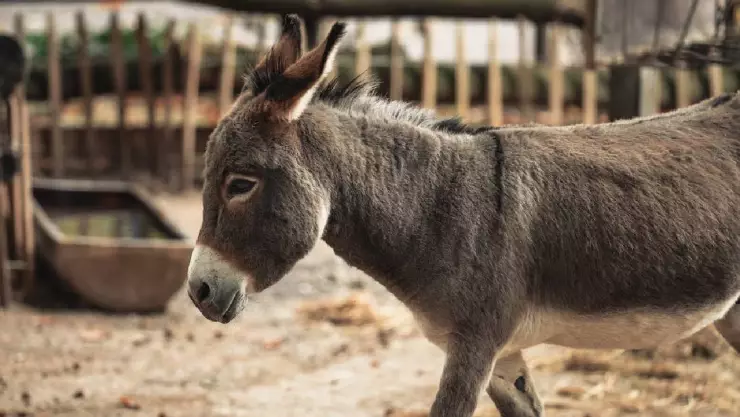 Venta de carne de burro en mercados desata polémica ¿A qué sabe?