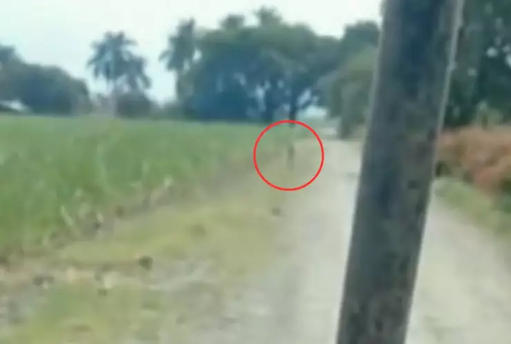 Graban a duende en Colombia