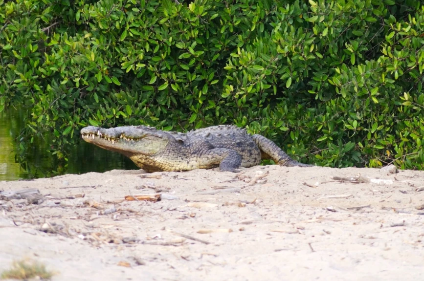 galerçia de fotos de los cocodrilos en Jalisco y Nayarit