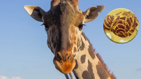 Crean en Puebla las Beniconchas en honor a la jirafa Benito