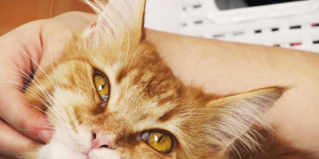 International Cat Day August 8