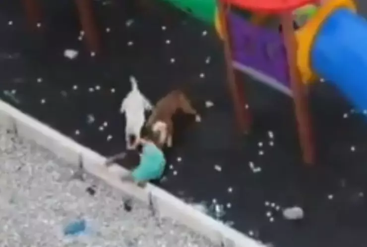 VIDEO FUERTE: Pitbull ataca a niño que jugaba en el parque