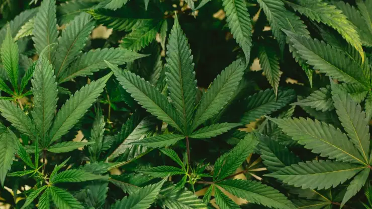 420 Dia mundial de la Marihuana.