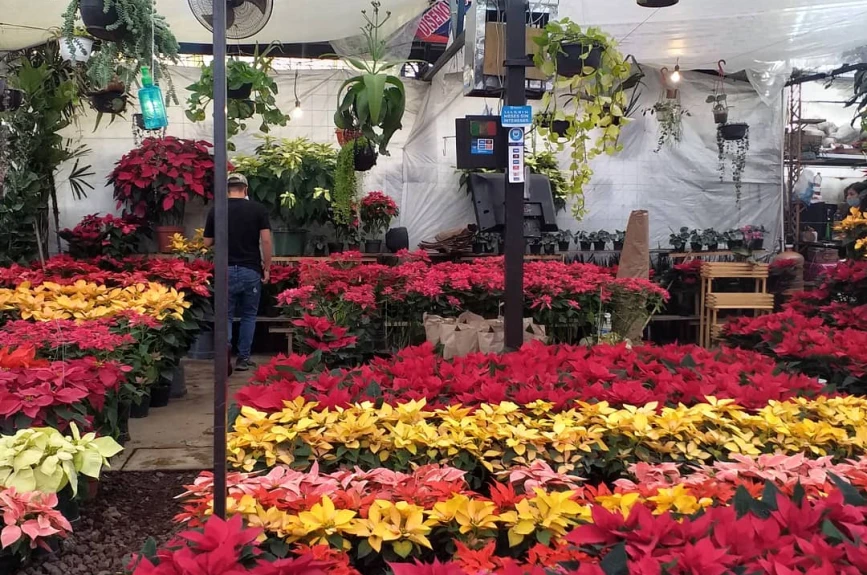 En estos mercados de flores puedes encontrar una gran variedad de nochebuenas a buen precio en la CDMX