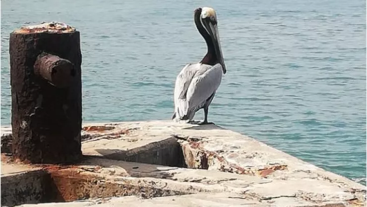 aves playeras efemérides 6 de septiembre 2022