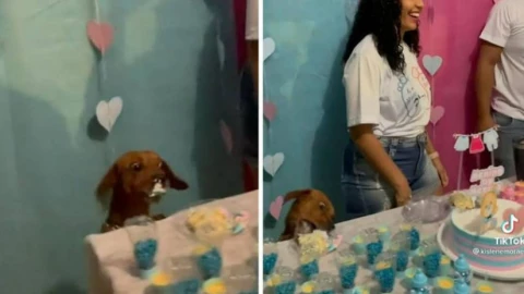 VIDEO - Perrito arruina revelación de género de bebé al robar pastel