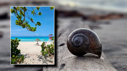 Las 5 joyas costeras de Tabasco que debes conocer ¡Guía de playas para visitar! 