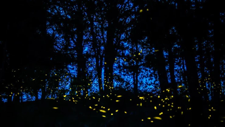 Avistamiento de luciérnagas alcanzará derrama por 48 mdp en Tlaxcala