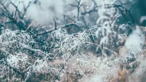 alcanza récord por frío