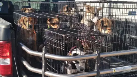 feria de adopcion para perritos pero ninguno encontro dueño