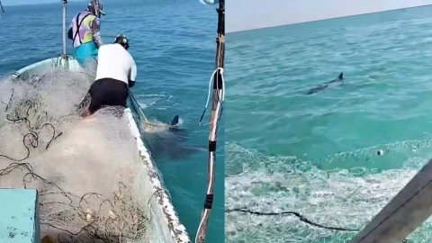 Enorme tiburón merodea en Sabancuy; así fue captado en video