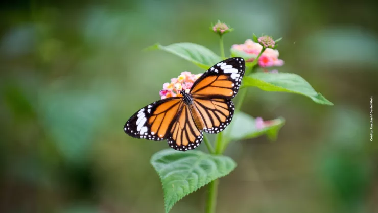 La mariposa monarca está en la lista roja de los animales en peligro de extinción.