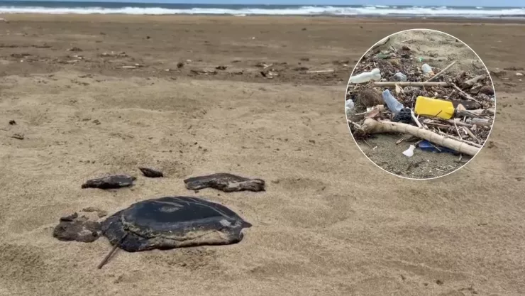 Desastre ambiental en playas de Veracruz y Tabasco: Derrame de hidrocarburo y basura asfixian las costas