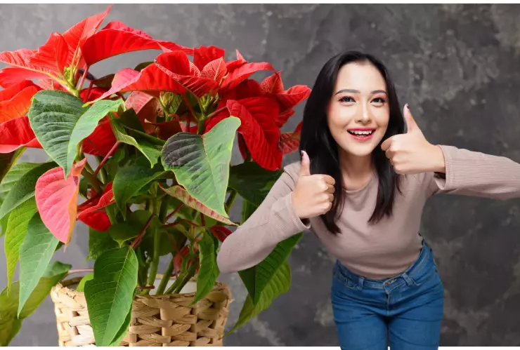 nochebuena planta cuidados