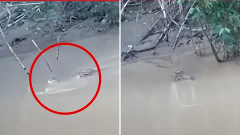 Cocodrilo ataca a adolescente; muere devorado frente a sus amigos, el hecho quedó en video.png