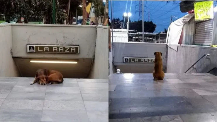 la hachiko de la raza espera a su dueño día y noche en la estación de metro la raza cdmx.jpg