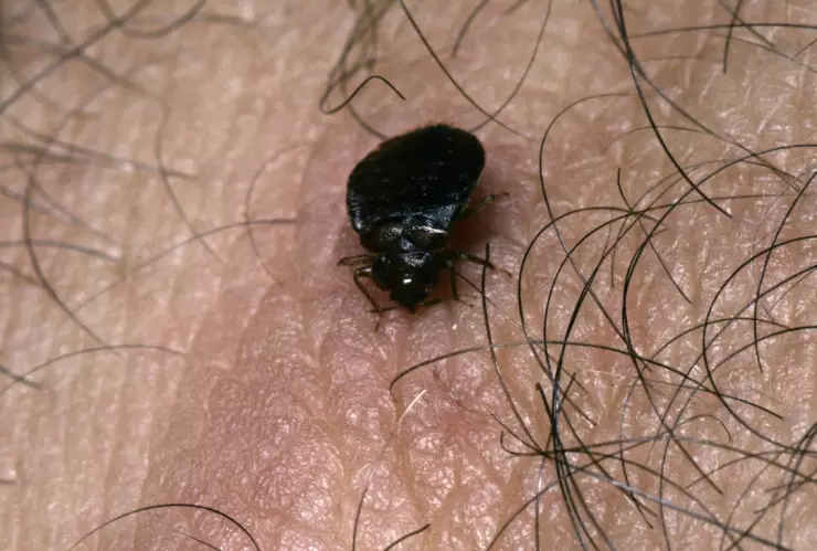 La fórmula de la Profeco para eliminar las chinches de tu casa